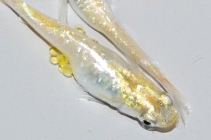 画像2: 454　レアー個体！　レモンライム月虹（ヒカリ体型）  　Lサイズ  1ペア