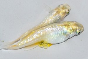 画像1: 454　レアー個体！　レモンライム月虹（ヒカリ体型）  　Lサイズ  1ペア