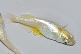 454　レアー個体！　レモンライム月虹（ヒカリ体型）  　Lサイズ  1ペア