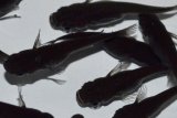461　サマーセール！スーパーブラック（普通体型） 　Мサイズ  10匹