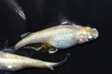 459　サマーセール！特上個体！ミルキーゴールドティアラ（普通体型） 　LМサイズ  3匹