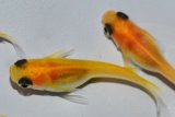 462　　サマーセール！　パンダ（普通体型）  　Мサイズ  10匹