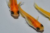 462　　サマーセール！　パンダ（普通体型）  　Мサイズ  10匹