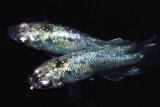 473　サマーセール！ラメ・虹彩抜群個体！月虹スパンコール（ヒカリ体型）LМサイズ  1ペア