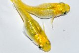 471　サマーセール！レモンスカッシュ（ヒカリ体型） 　LМサイズ  4匹