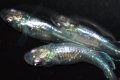 472　サマーセール！オニキスメタル（ヒカリ体型）ＬМサイズ  3匹