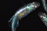 472　サマーセール！オニキスメタル（ヒカリ体型）ＬМサイズ  3匹