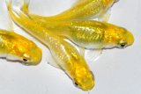 471　サマーセール！レモンスカッシュ（ヒカリ体型） 　LМサイズ  4匹