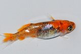 475　サマーセール！特選カスリ美麗！　ファイヤーフェニックス（ヒカリ体型）LМサイズ  1ペア