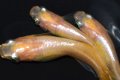 477　サマーセール！ＮＥW！ピンクローズメタル（ヒカリ体型） Lサイズ・3匹
