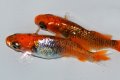 475　サマーセール！特選カスリ美麗！　ファイヤーフェニックス（ヒカリ体型）LМサイズ  1ペア