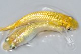 476　サマーセール！特上個体！レモンティアラ・シトロン（普通体型） 　Мサイズ  1ペア