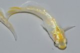 482　サマーセール！レアー個体！月虹パインゴールド　LМサイズ  1ペア