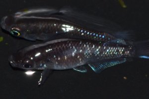 画像2: 494　サマーセール!ブラックマンバ（同腹個体・普通体型）  　LМサイズ  1ペア