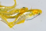 486　 サマーセール！　ラメ・虹彩美麗！　レモンスカッシュ（ヒカリ体型） LМサイズ  4匹
