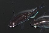 494　サマーセール!ブラックマンバ（同腹個体・普通体型）  　LМサイズ  1ペア