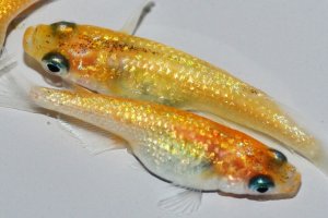 画像5: 491　 サマーセール！　キャロットスター（普通体型） LМサイズ  3匹
