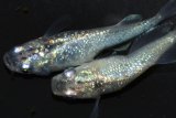 484　サマーセール！　月虹スパンコール（ヒカリ体型）　LМサイズ  1ペア