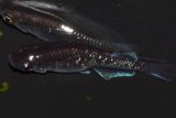 494　サマーセール!ブラックマンバ（同腹個体・普通体型）  　LМサイズ  1ペア