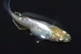 490　チャンス！ＮＥW！レモンティアラ・シトロンメタル　（ヒカリ体型） LМサイズ  1ペア