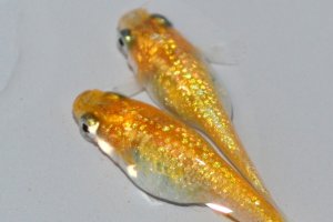 画像3: 491　 サマーセール！　キャロットスター（普通体型） LМサイズ  3匹