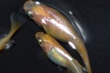 483　サマーセール！ＮＥW！ピンクローズメタル（ヒカリ体型） LМサイズ・3匹