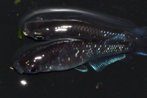 画像1: 494　サマーセール!ブラックマンバ（同腹個体・普通体型）  　LМサイズ  1ペア