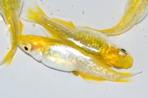 画像1: 486　 サマーセール！　ラメ・虹彩美麗！　レモンスカッシュ（ヒカリ体型） LМサイズ  4匹