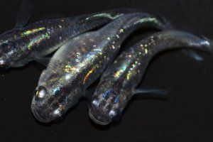 画像2: 496　サマーセール！虹彩変化強！　スーパー魔王・改（ヒカリ体型）LМサイズ  3匹