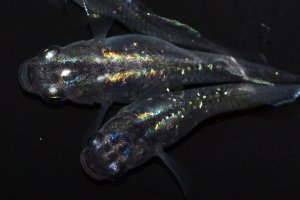 画像1: 496　サマーセール！虹彩変化強！　スーパー魔王・改（ヒカリ体型）LМサイズ  3匹