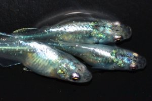 画像4: 506　サマーセール！ＮＥW！オニキスメタル（ヒカリ体型） 　LМサイズ  3匹