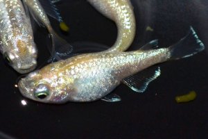 画像2: 510　サマーセール！ミルキーゴールドティアラ（普通体型） 　LМサイズ  4匹