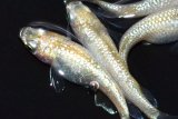 510　サマーセール！ミルキーゴールドティアラ（普通体型） 　LМサイズ  4匹