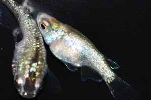 画像2: 507　サマーセール！レアーショートタイプ！ペリドット（普通体型）Мサイズ・1ペア