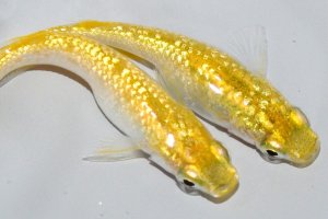 画像1: 509　サマーセール！特上個体！レモンティアラ・シトロン（普通体型） 　Lサイズ  1ペア