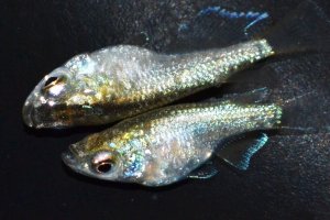 画像1: 507　サマーセール！レアーショートタイプ！ペリドット（普通体型）Мサイズ・1ペア
