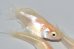 画像1: 503　サマーセール！　ブドウ目！レアーショートタイプ！　アルビノクイーン（ヒカリ体型）　Мサイズ3匹 (1)
