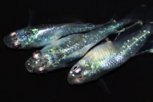 画像5: 506　サマーセール！ＮＥW！オニキスメタル（ヒカリ体型） 　LМサイズ  3匹