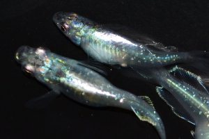 画像1: 506　サマーセール！ＮＥW！オニキスメタル（ヒカリ体型） 　LМサイズ  3匹