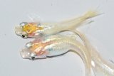 510　サマーセール！レモン月虹（ヒカリ体型）ＬМサイズ  4匹
