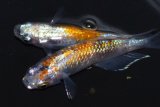 511　サマーセール！特選美麗！安芸三色・Japan　（普通体型） Lサイズ  1ペア