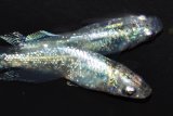 522　サマーセール！有望美麗！　月虹スパンコール（ヒカリ体型）　LМサイズ  1ペア