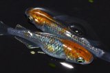 518　サマーセール！ＮＥW！特選個体！ブランデーファントム（普通体型）　Lサイズ  1ペア