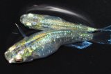 519　サマーセール！ＮＥW　特選個体！エメラルダ・Ｒａｉｎｂｏｗ（普通体型）  Мサイズ　1ペア