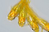 521　サマーセール！　虹彩・ラメ最高！レモンスカッシュ（普通体型）　LМサイズ  4匹
