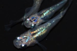 画像1: 520　サマーセール！ レアー非透明鱗！スーパー魔王・改（ヒカリ体型）　Мサイズ　  3匹