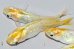 画像3: 529　サマーセール！レモン月虹（ヒカリ体型）ＬМサイズ  4匹