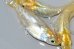 画像7: 529　サマーセール！レモン月虹（ヒカリ体型）ＬМサイズ  4匹