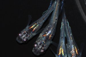 画像2: 530　サマーセール！虹彩変化強！宝鱗無双（ヒカリ体型）　Мサイズ  4匹