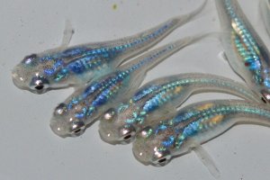 画像1: 534　　ブラックオパールシャドー（普通体型）  　Мサイズ  6匹